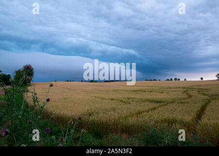 A powerful shelf cloud rolls across golden wheat fields near the Kentucky and Tennessee border in western Kentucky. Stock Photo