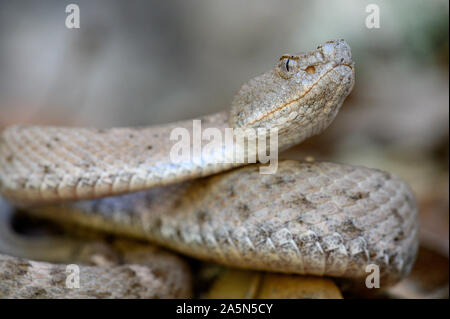 New Mexico Ridge-nosed Rattlesnake, (Crotalus willard obscurus), Sonora, Mexico. Stock Photo