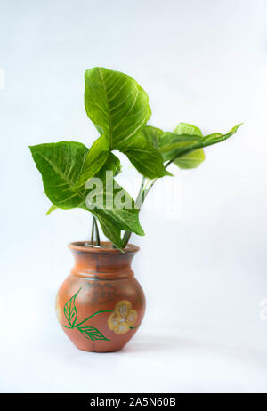 home made dia indoor plants idea Stock Photo