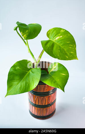 home made dia indoor plants idea Stock Photo