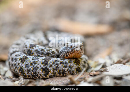Juvenile Banded Rock Rattlesnake, (Crotalus lepidus klauberi), Sonora, Mexico. Stock Photo