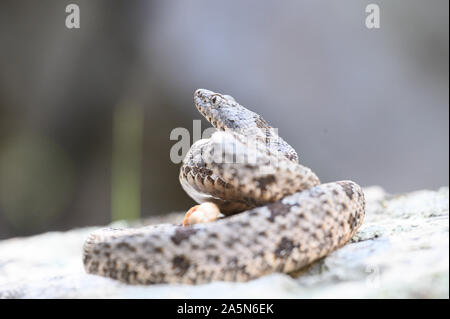 Juvenile Banded Rock Rattlesnake, (Crotalus lepidus klauberi), Sonora, Mexico. Stock Photo