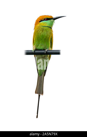 Green Bee-Eater perching on black electrical wire isolated on white background Stock Photo