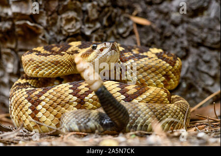 Western Black-tailed Rattlesnake, (Crotalus molossuss), Sonora, Mexico.