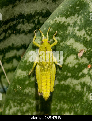 A Garden Locust Nymph on an Aloe in Southern Africa Stock Photo