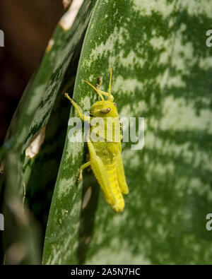 A Garden Locust Nymph on an Aloe in Southern Africa Stock Photo