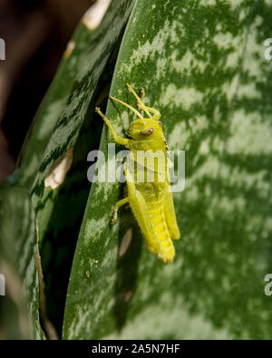 A Garden Locust Nymph on an Aloe in Southern Africa Stock Photo