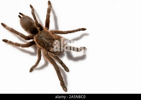 Asian species Tarantula spider Found in Thailand, the scientific name is "Haplopelma minax Theraphosidae Haplopelma". Stock Photo