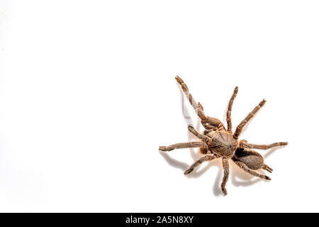 Asian species Tarantula spider Found in Thailand, the scientific name is "Haplopelma minax Theraphosidae Haplopelma". Stock Photo