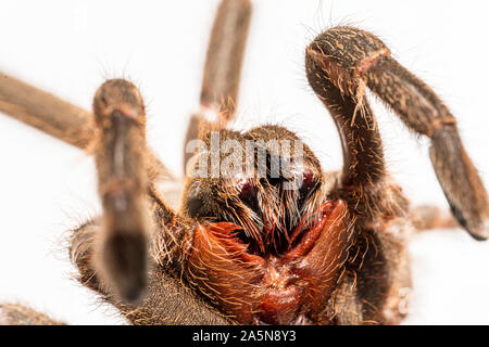 Asian species Tarantula spider Found in Thailand, the scientific name is "Haplopelma minax Theraphosidae Haplopelma". Stock Photo