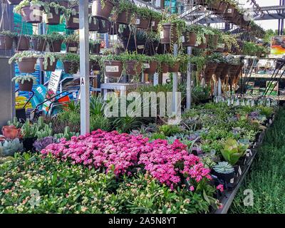 Rows of colorful flowers and plants for sale at a garden nursery at The Home Depot, San Diego, USA. October, 15th, 2019 Stock Photo