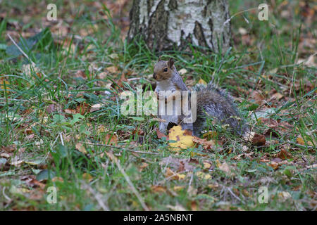 cute Eastern grey or gray squirrel Latin sciurus carolinensi feeding in a park in Oxford England state symbol of Kentucky and North Carolina Stock Photo