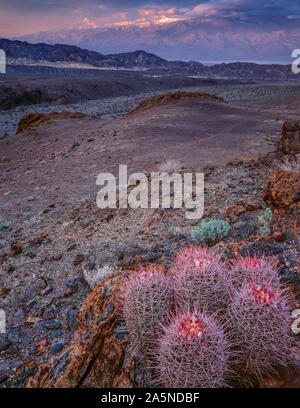 Sunrise, Cottontops, Echinocactus polycephalus, Echo Canyon, Telescope Peak, Death Valley National Park, California Stock Photo