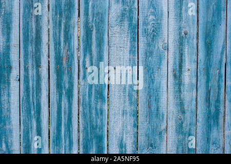 Background from old fence boards in blue. The paint is peeling, cracked. Hammered hats of rusty nails stick out. Stock Photo