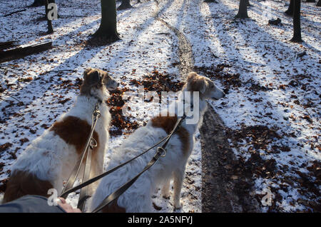 Dog walk with two Borzoi in a winterly forest seen from the dog walker's perspective. Stock Photo