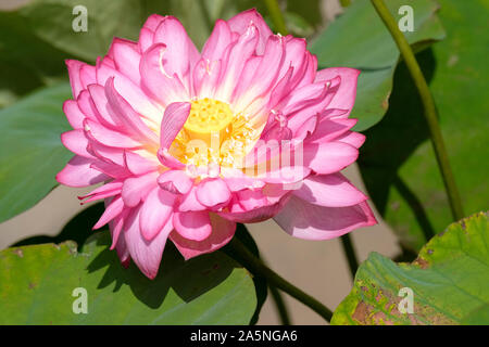 Single flower of Nelumbo nucifera, Indian lotus, sacred lotus, bean of India, Egyptian bean, lotus, Stock Photo