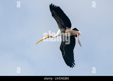 Bird in flight Stock Photo