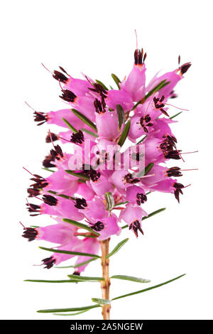 Purple heather flowers isolated on white background Stock Photo