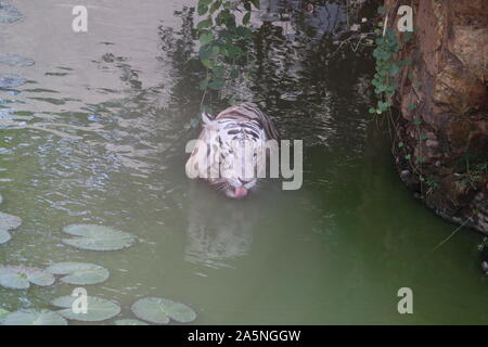 White tiger. Tiger in wild summer nature. White tiger walking / swimming in river. Action wildlife scene with danger animal. Singapore Terrain. Close Stock Photo