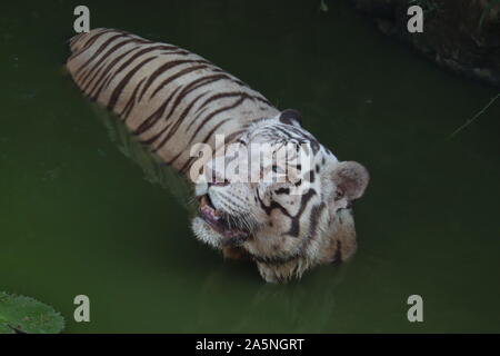 Closeup Portrait shot of a White Tiger.white siberian tiger swimming. - Image Stock Photo
