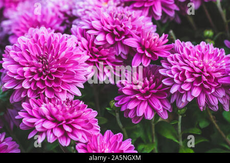 Pink chrysanthemum flowers, autumn in october. Chrysanthemums pattern, background. Botany texture. Flower daisy design. Floral purple backgrounds. Stock Photo