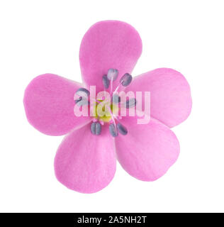 soapwort flower head isolated on white background Stock Photo
