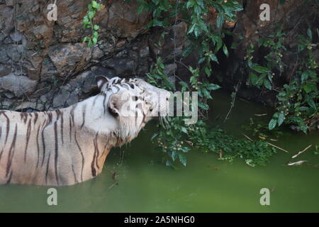 White Bengal Tiger Wading in Water in Tropical Climate Lake Stock Photo