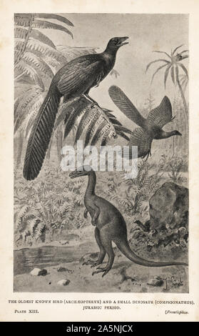Reproductions of extinct bird Archaeopteryx lithographica and a small dinosaur, Compsognathus longipes, Jurassic period. Print after an illustration by Joseph Smit from Henry Neville Hutchinson’s Creatures of Other Days, Popular Studies in Palaeontology, Chapman and Hall, London, 1896. Stock Photo