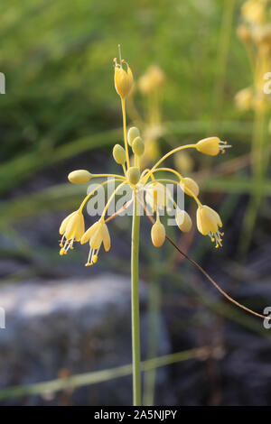 Allium flavum subsp. flavum - wild flower Stock Photo