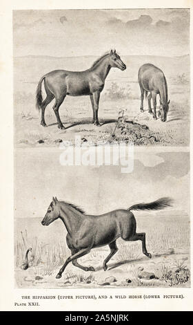 Extinct Hipparion prostylum horse, Miocene to Pleistocene (upper) and wild horse, Equus ferus (lower). Print after an illustration by Joseph Smit from Henry Neville Hutchinson’s Creatures of Other Days, Popular Studies in Palaeontology, Chapman and Hall, London, 1896. Stock Photo