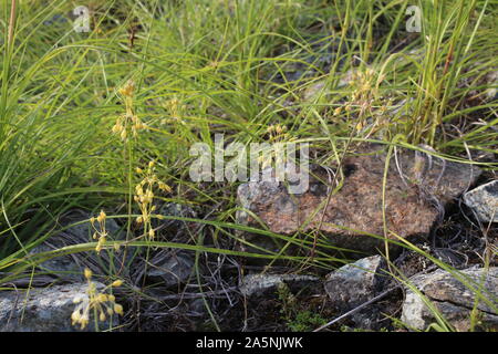 Allium flavum subsp. flavum - wild flower Stock Photo