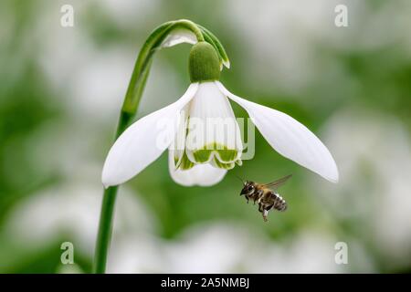 Honey bee (Apis mellifera) on Snowdrop (Galanthus nivalis), Hesse, Germany Stock Photo