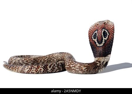 Indian Cobra (Naja), white background, captivity, India Stock Photo