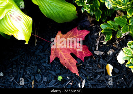 Single maple leaf on the ground Stock Photo