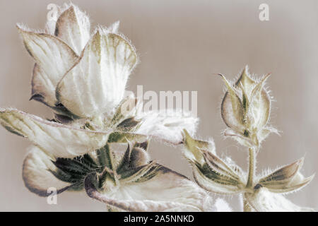 Sage - a medicinal plant with antiseptic action Stock Photo