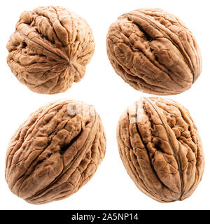 collection of walnuts in shell isolated on a white background. Stock Photo