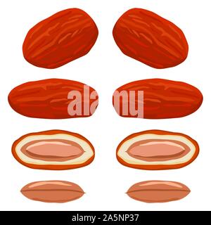 Illustration on theme big colored set different types of date fruit for healthy life. Date fruit pattern consisting of collection accessory at healthy Stock Vector