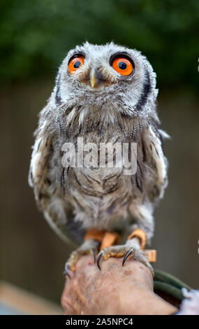 The long-eared owl is a medium-sized owl, smaller in size than a woodpigeon. It often looks long and thin, with head feathers. Stock Photo