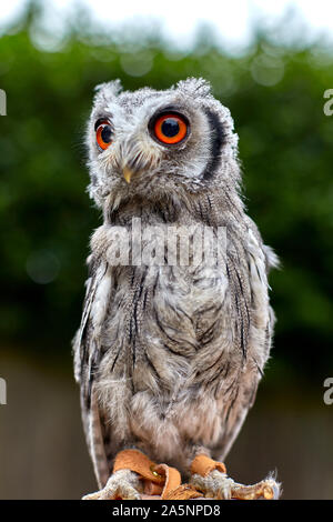 The long-eared owl is a medium-sized owl, smaller in size than a woodpigeon. It often looks long and thin, with head feathers. Stock Photo
