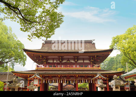 Autumn maple red with Wild deer roam free in Nara Park, Nara, Japan Stock Photo