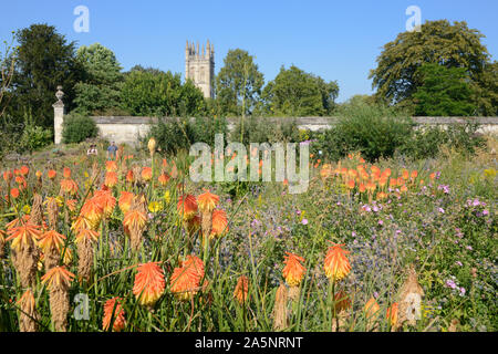 Red Hot Pokers or Kniphofia, part of South Africa Collection, at the University of Oxford Botanic Garden Oxford with Magdalen Tower in Background Stock Photo
