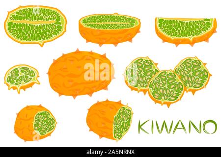 Illustration on theme big set different types african kiwano, green stem, melon various size. Kiwano pattern consisting of collection meal melon for o Stock Vector