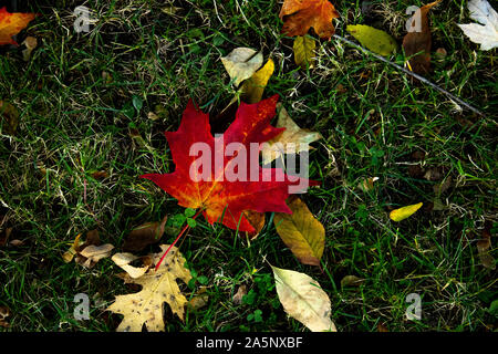 Single maple leaf on the ground Stock Photo