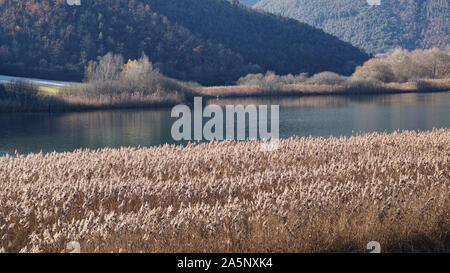 winter landscape, small lake bordered by common reed Stock Photo