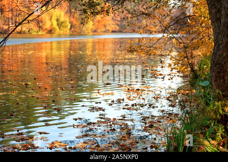 Colorful autumn landscape on a clear sunny day. Fallen foliage in gold colors the surface of the forest lake in the rays of the autumn sun. Stock Photo