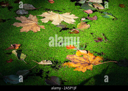 Afternoon sun spot on small lake. Golden light lights fallen maple leaves on water of small forest lake. Peaceful autumn scenery Stock Photo