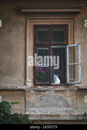 Cute kitten sitting on the window and looking on the winter landscape Stock Photo