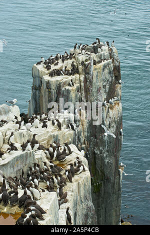 Sea stack full of nesting seabirds. Mainly Common Guillemot (Uria aalge). Farne Islands, Northumberland, England Stock Photo