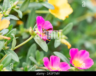 A Japanese species of Parancistrocerus potter wasp feeds from flowers in a garden in Tachikawa, Japan. Stock Photo