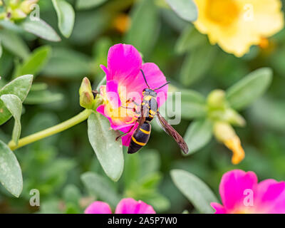 A Japanese species of Parancistrocerus potter wasp feeds from flowers in a garden in Tachikawa, Japan. Stock Photo